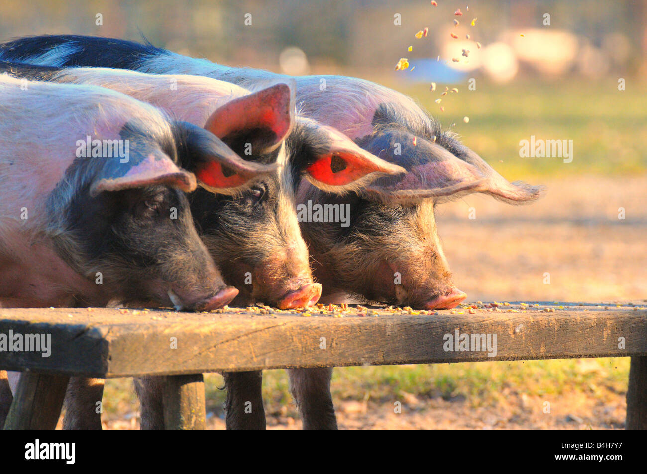Drei Schweine essen Stockfoto