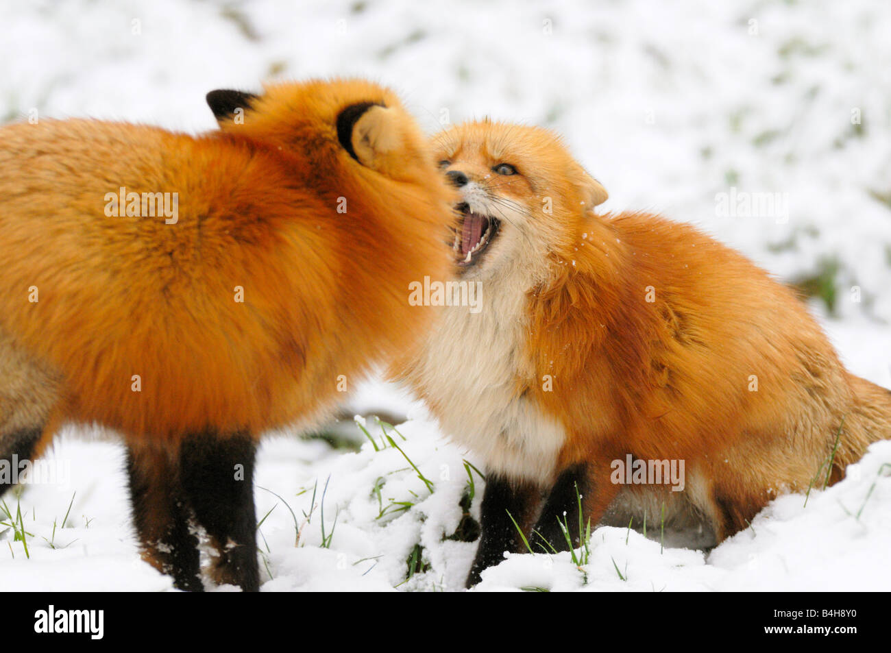 Nahaufnahme von zwei Rotfüchse (Vulpes Vulpes) kämpfen im Schnee Stockfoto