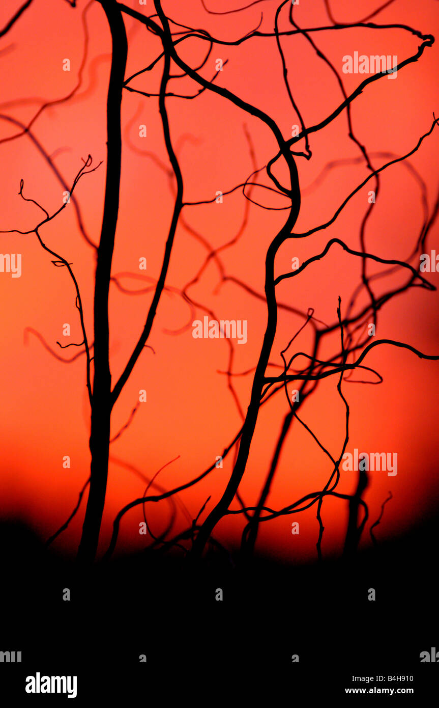 Silhouette der Zweige bei Sonnenuntergang Stockfoto