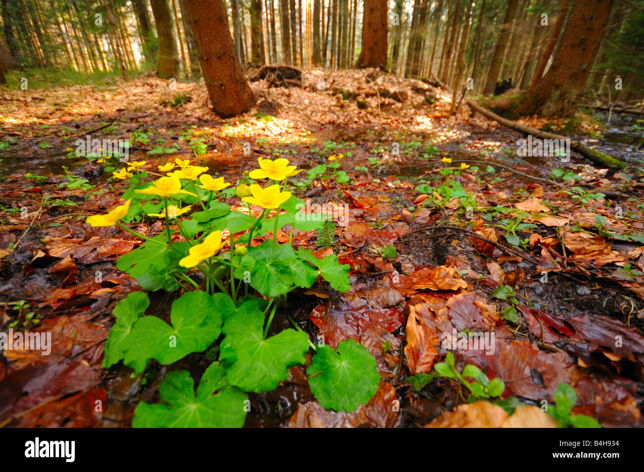 Baumstämme im Wald, Deutschland Stockfoto