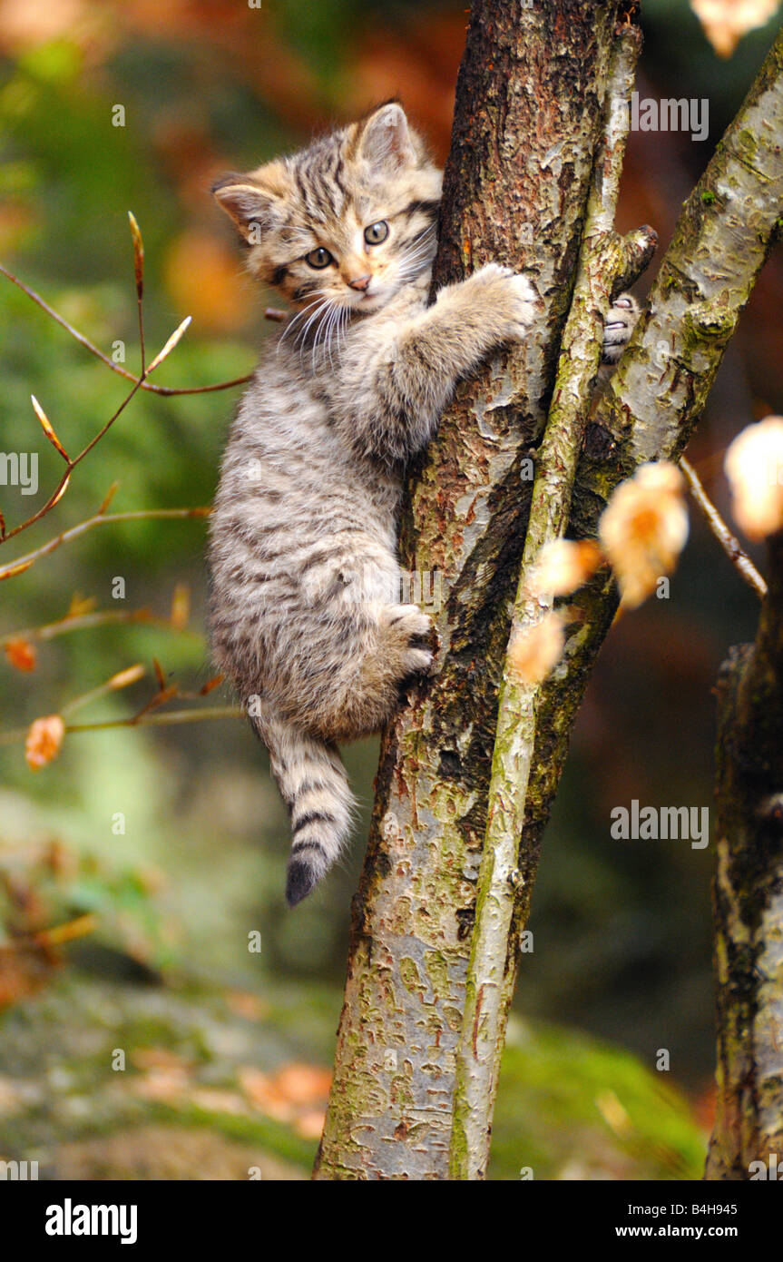Nahaufnahme der junge Wildkatze (Felis Silvestris) Kletterbaum im Wald, Deutschland Stockfoto
