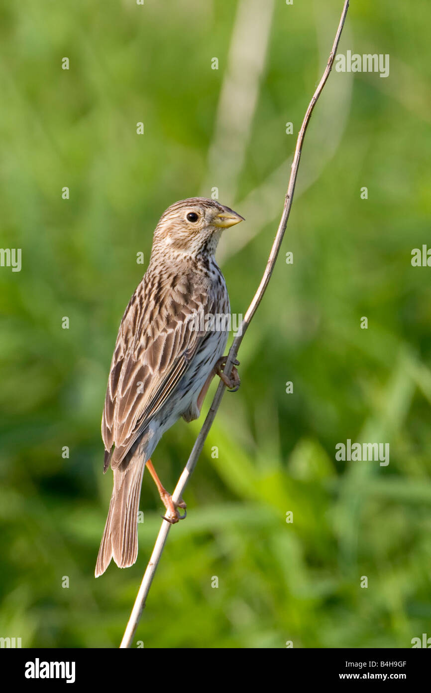 Nahaufnahme der Vogel auf Zweig, Österreich hocken Stockfoto