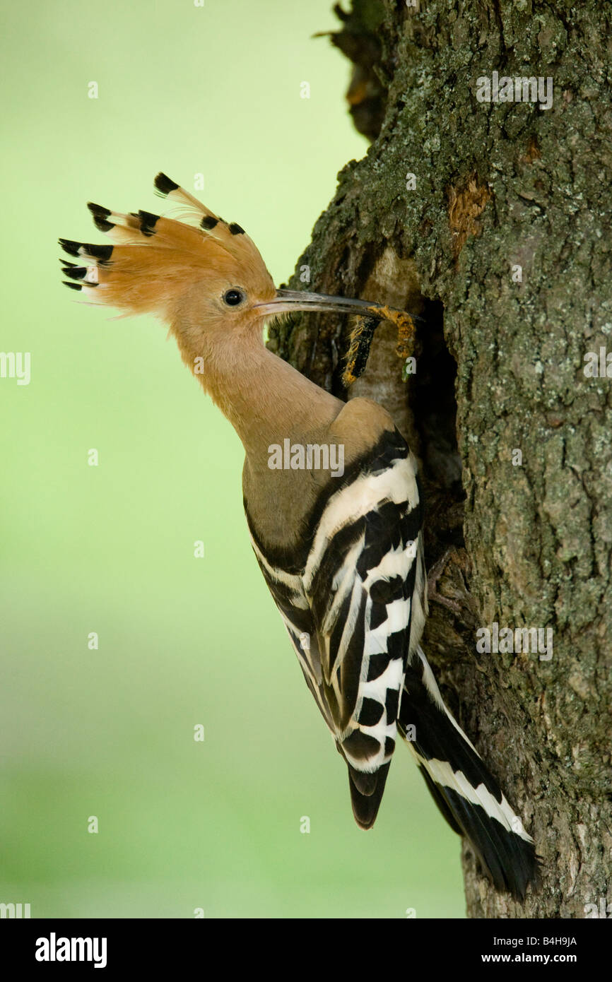 Nahaufnahme der Wiedehopf (Upupa Epops) hocken auf Baumstamm Stockfoto