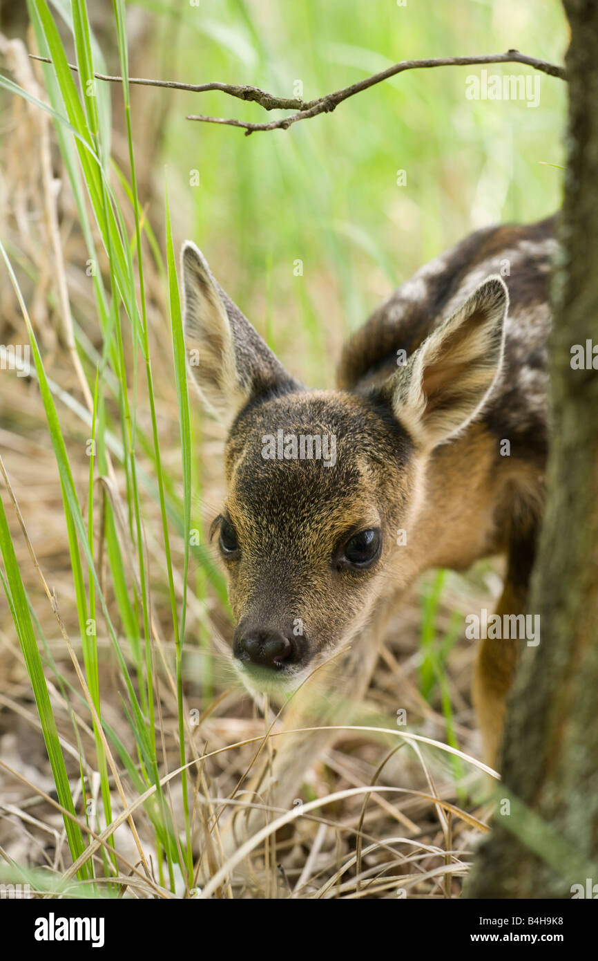 Nahaufnahme von Kitz des Europäischen Reh (Capreolus Capreolus) im Wald Stockfoto