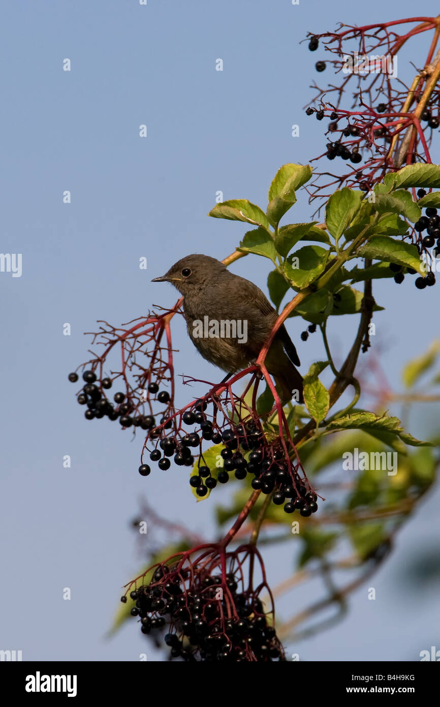 Nahaufnahme von Black Redstart (Phoenicurus Ochruros) hocken auf Ast Stockfoto