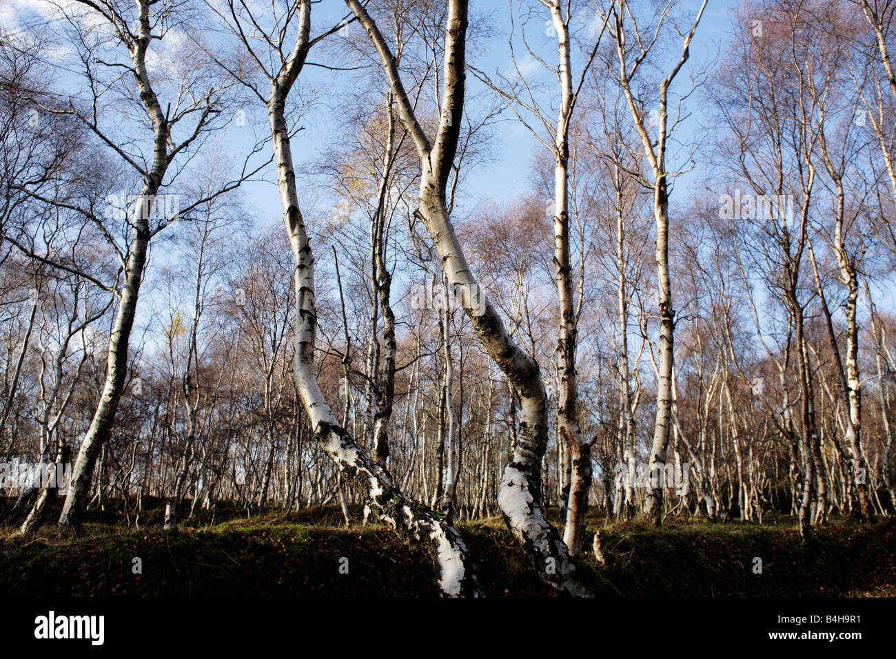 Eine Birke Wald nahe Calver in Derbyshire Peak District, Großbritannien Stockfoto