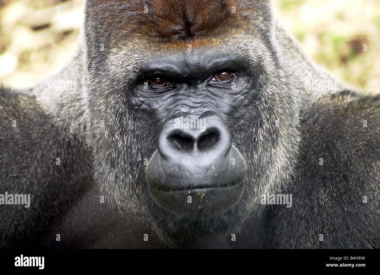 Boulas The Silverback männlichen Gorilla in Belfast Zoo Juli 2001 das riesige Silberrücken Männchen eine massive 220 Kilogramm schwere kam vor ein paar Wochen und erwies sich als äußerst beliebt bei Erwachsenen und Kindern Stockfoto