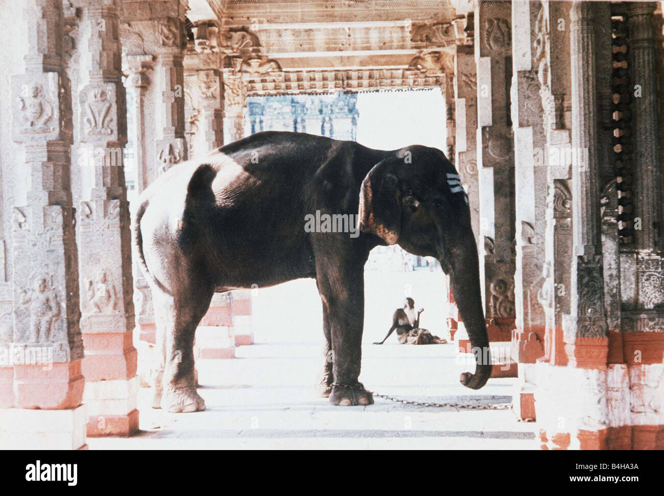 Indien der Tempel-Elefant und ein Alter Mann in den Tempel Colonade an Kancheepuram in der Nähe von Madras März 1975 Stockfoto