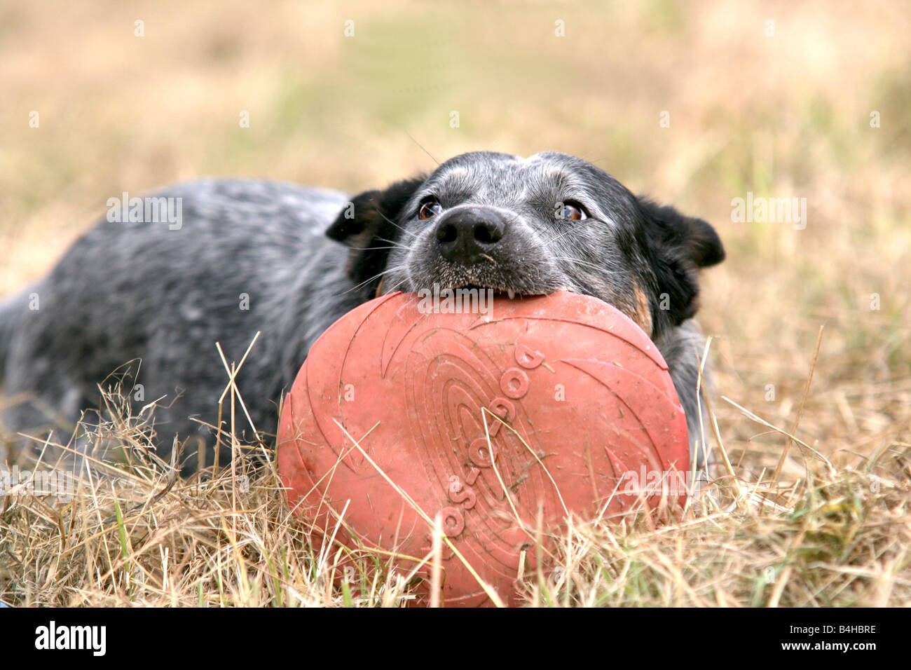 Australian Cattle Dog Kunststoffscheibe in sein Maul halten Stockfoto
