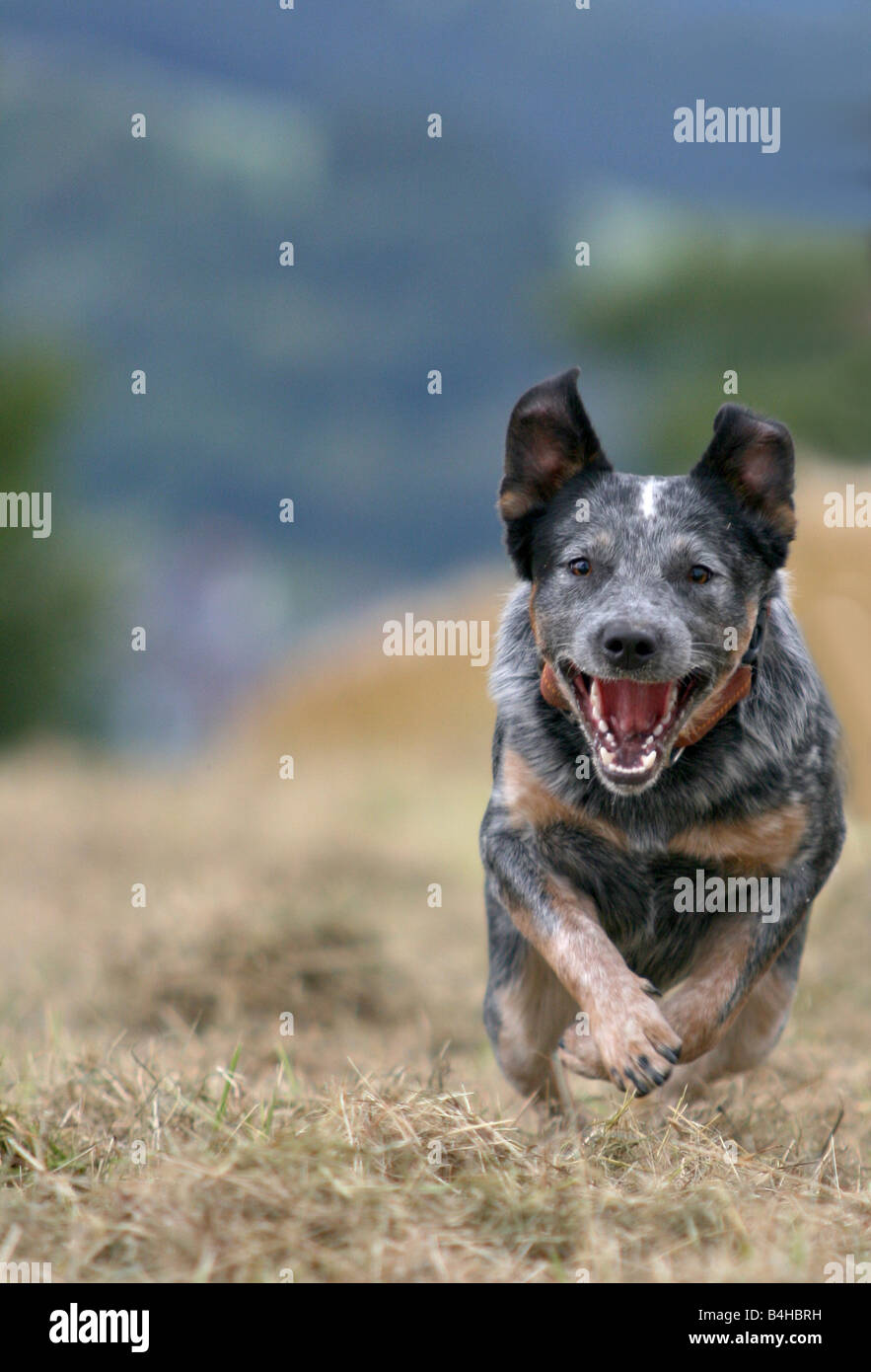Australian Cattle Dog in Feld Stockfoto