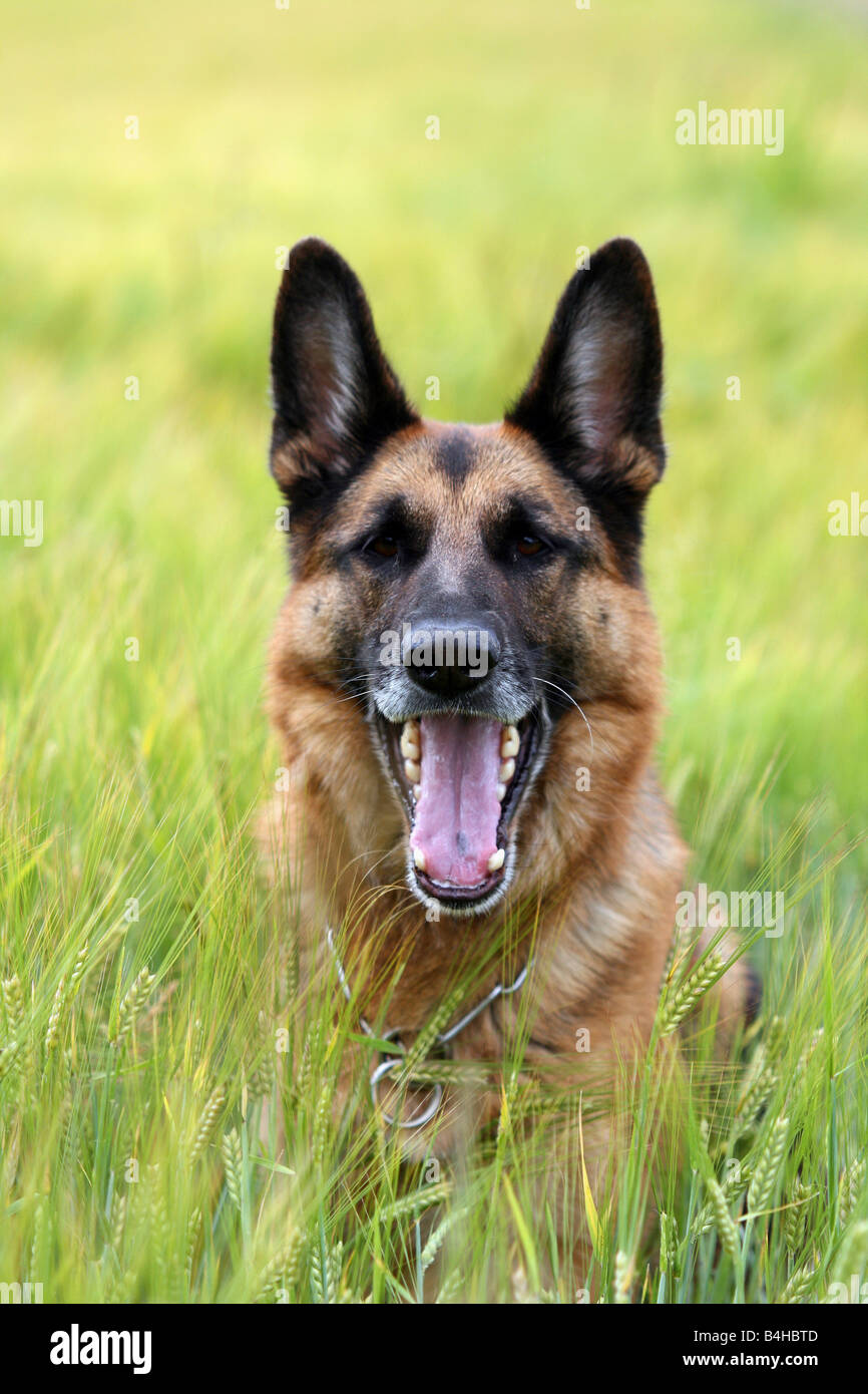 Nahaufnahme des Deutschen Schäferhundes im Kornfeld Stockfoto