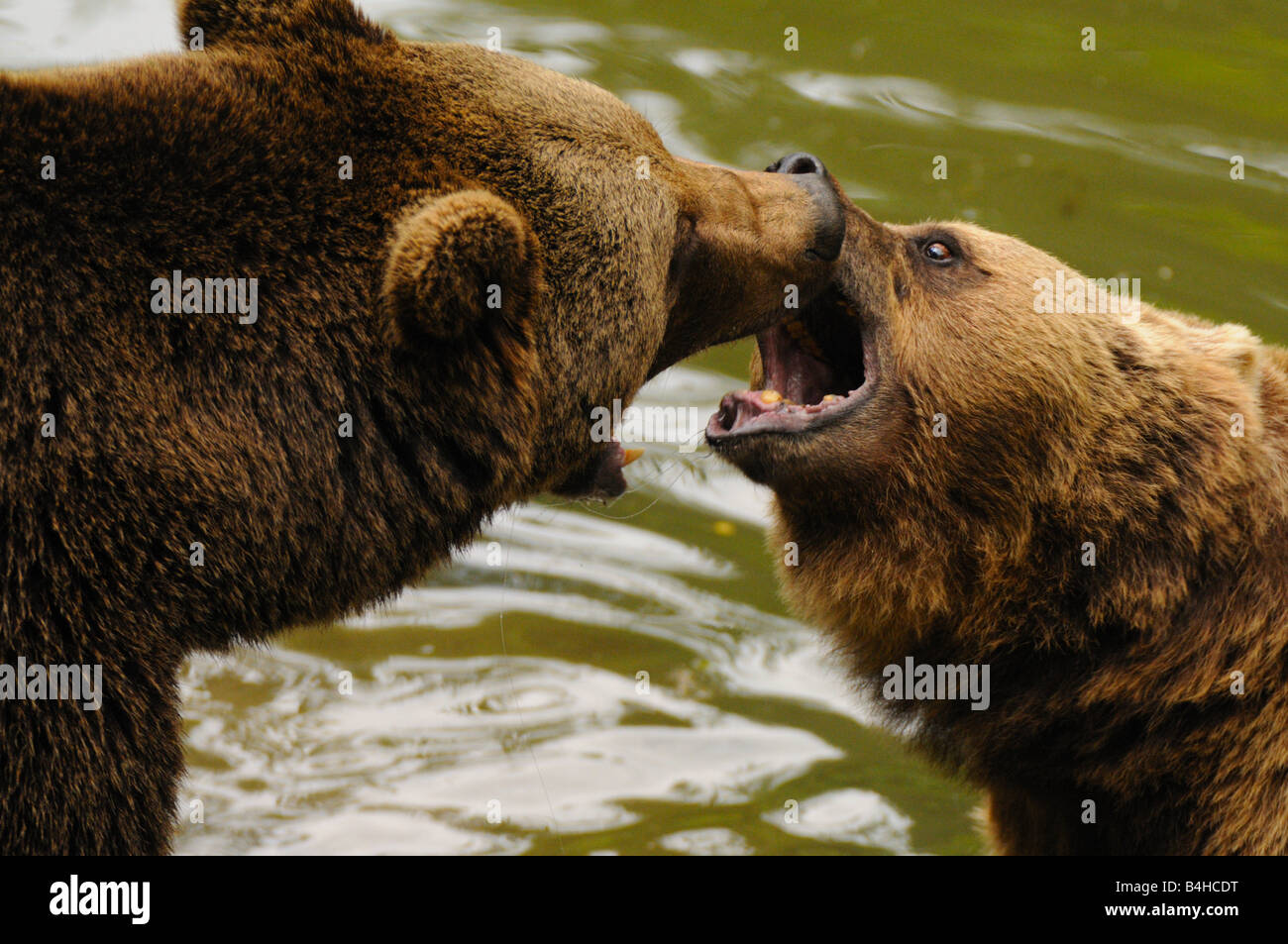 Nahaufnahme von Grizzlybären (Ursus Arctos Horribilis) kämpfen Stockfoto