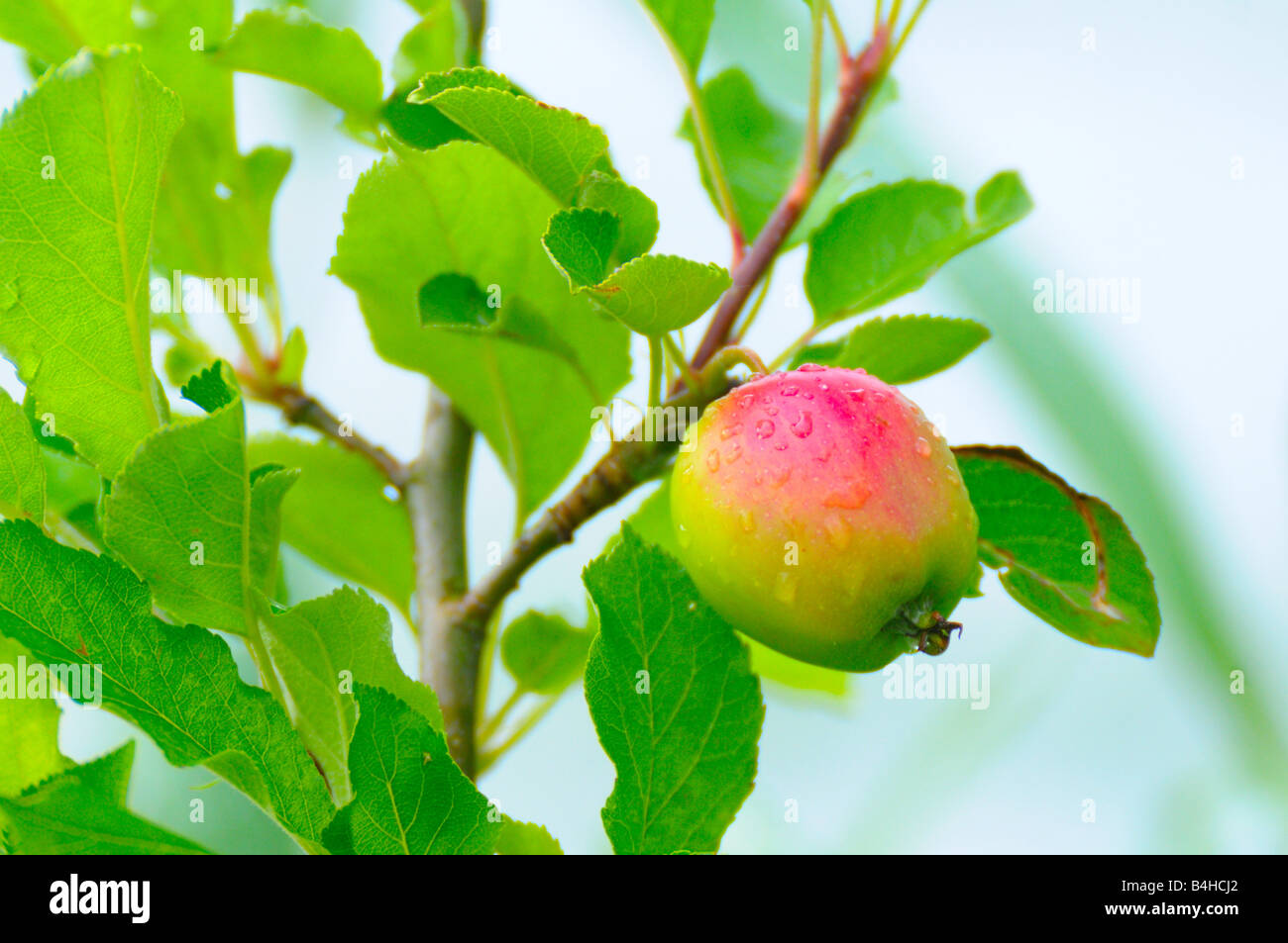 Regentropfen auf Apfel am Baum Stockfoto