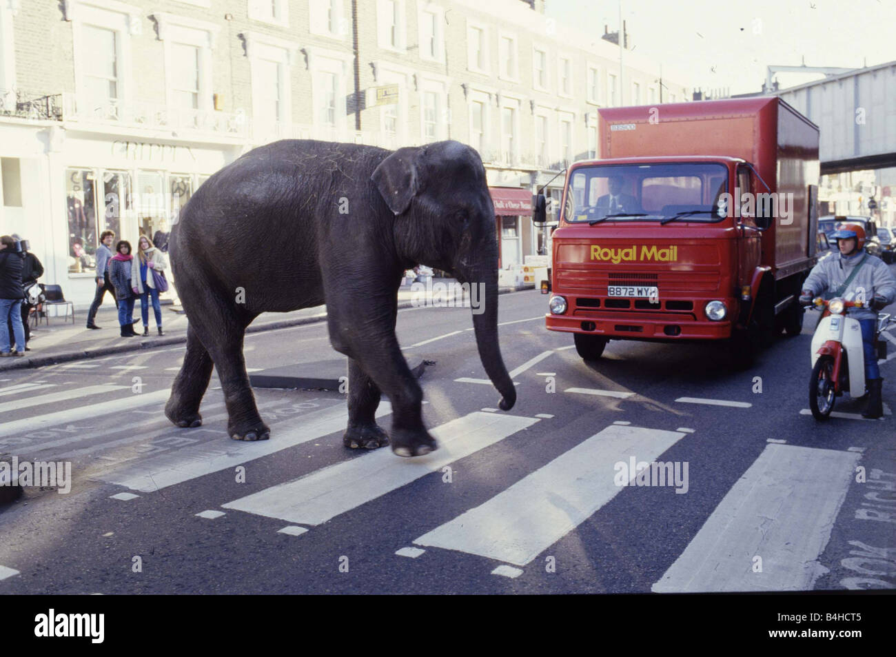 Gerry Cottle s Circus am Camden Lock in London Rani der indische Elefant beim Überqueren der Straße Dezember 1985 Zebrastreifen Verkehr ungewöhnlich Stockfoto