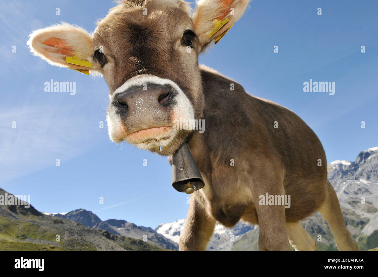 Nahaufnahme des Kalbes, Alto Adige, Trentino-Alto Adige, Italien Stockfoto