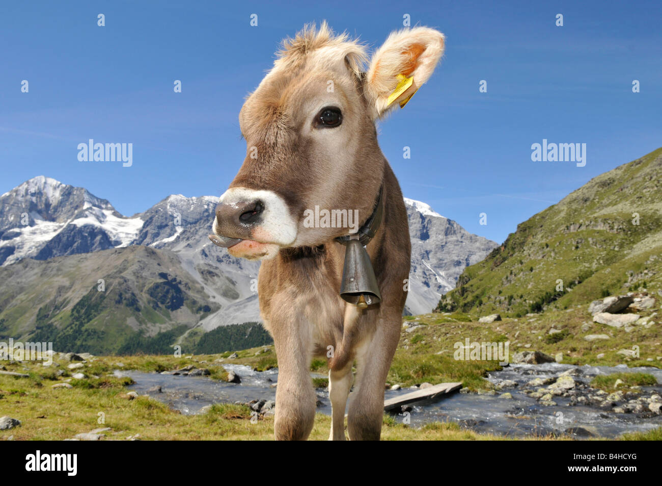 Nahaufnahme des Kalbes, Alto Adige, Trentino-Alto Adige, Italien Stockfoto