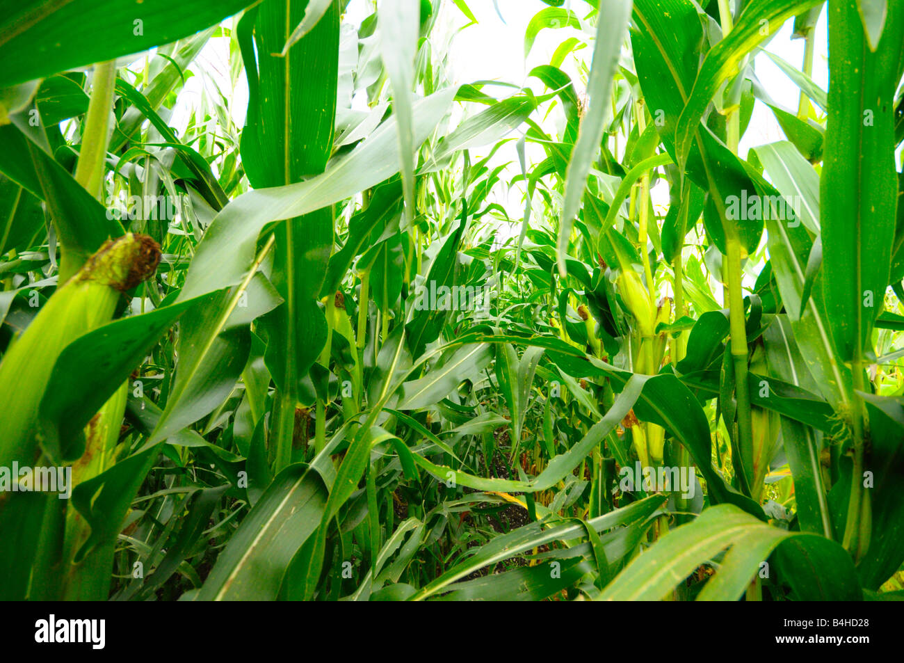 Mais-Ernte im Außendienst, Bayern, Deutschland Stockfoto