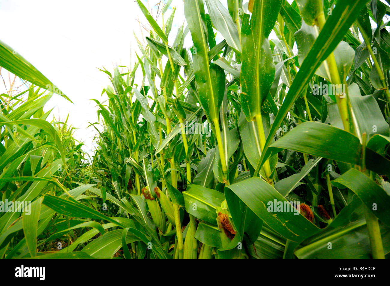 Mais-Ernte im Außendienst, Bayern, Deutschland Stockfoto