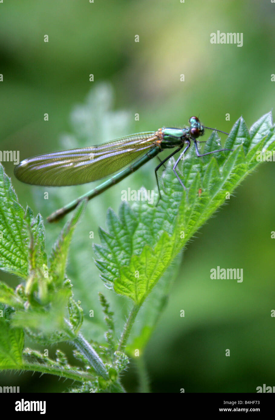 Weibliche gebändert Demoiselle Damsel fliegen oder gebändert Agrion Calopteryx Splendens, Calopterygidae, Zygoptera, Odonata Stockfoto