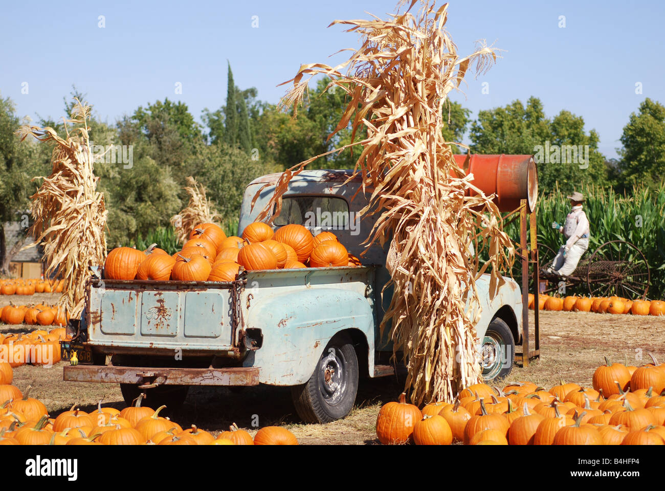 Alte Ford Pickup-Truck voller Kürbisse auf dem Bauernhof Stockfoto