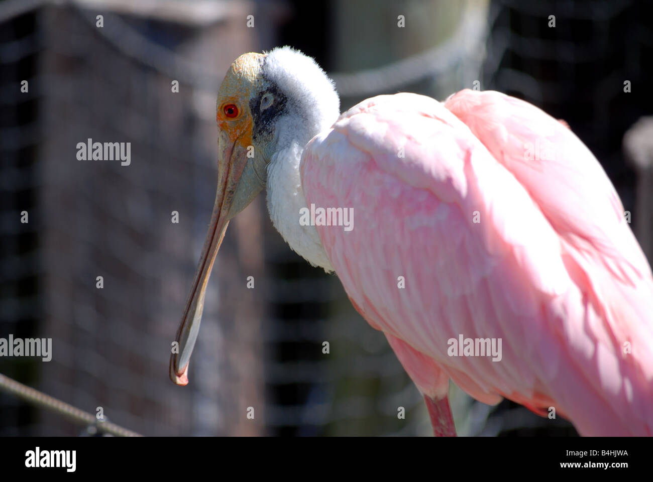 Nahaufnahme von einem rosige Löffler Stockfoto