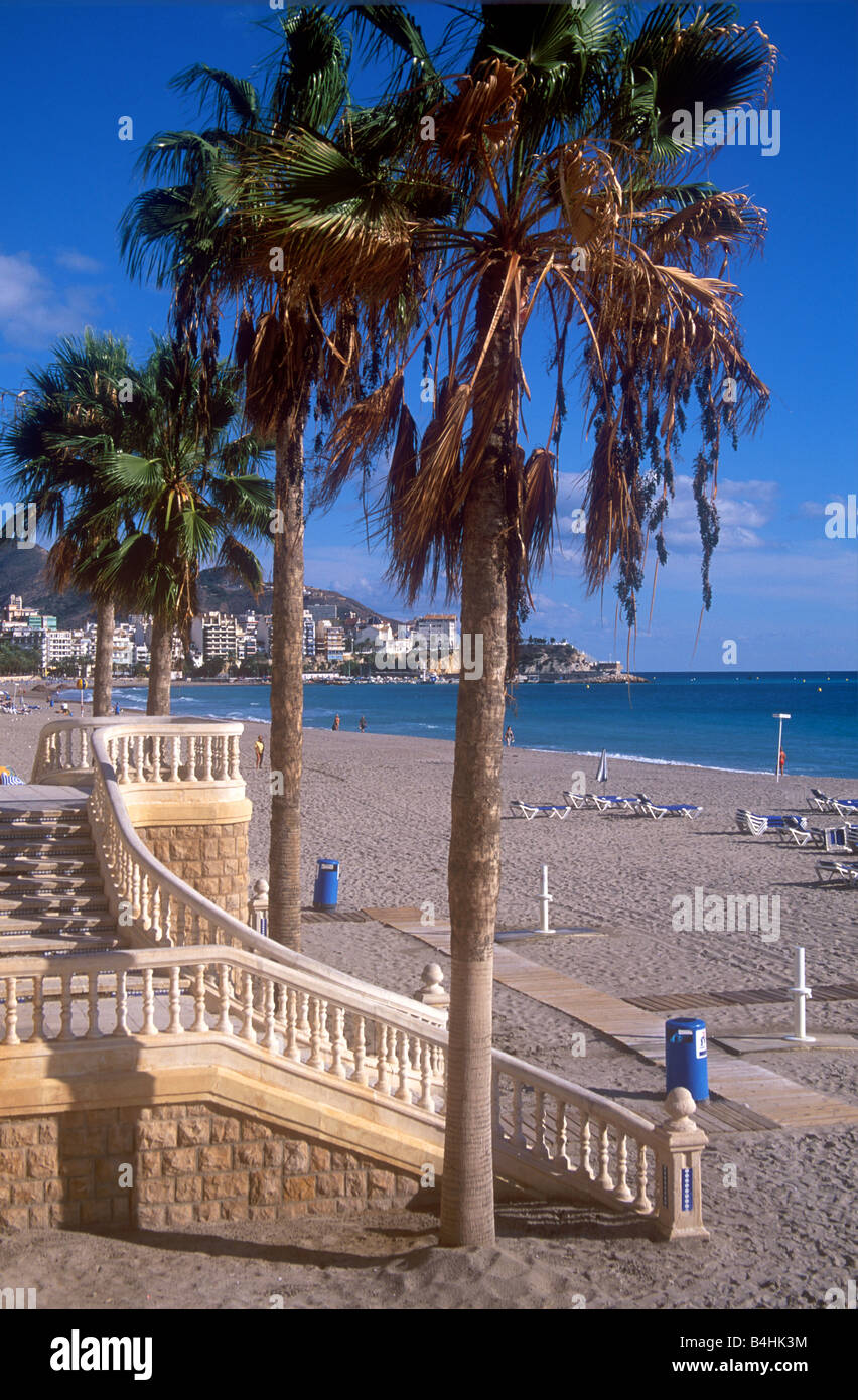 Palmen am Strand von Pontiente an den beliebten spanischen Ferienort Benidorm Stockfoto