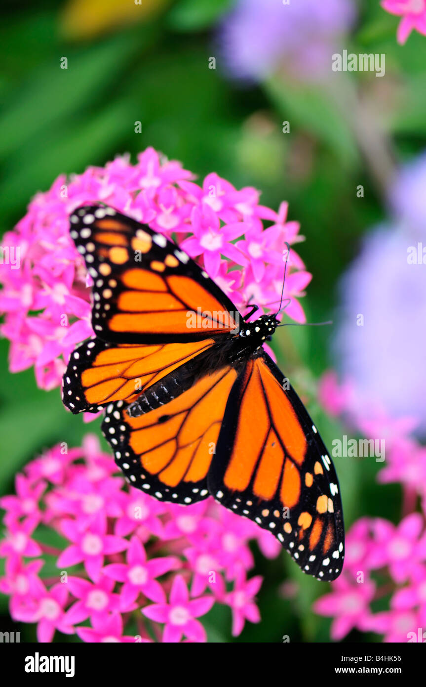 Männlicher Monarch-Schmetterling, Danaus plexippus füttert Pentas lanceolata in Oklahoma, USA. Stockfoto