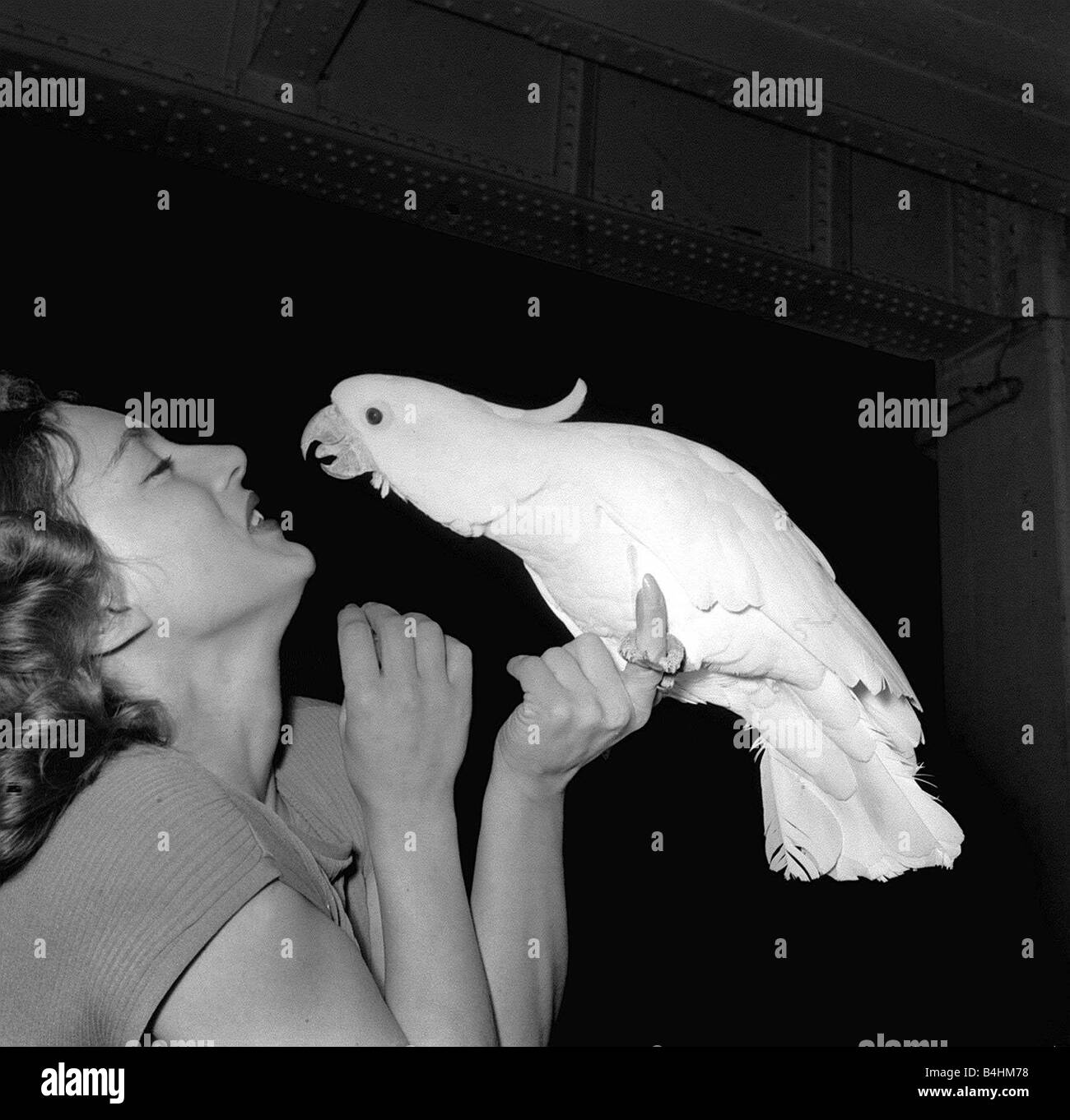 Nationalen Käfig Vogel Ausstellung Dezember 1959 Schauspielerin Margot Evans mit großspurig eine Schwefel Crested Cockatoo Stockfoto