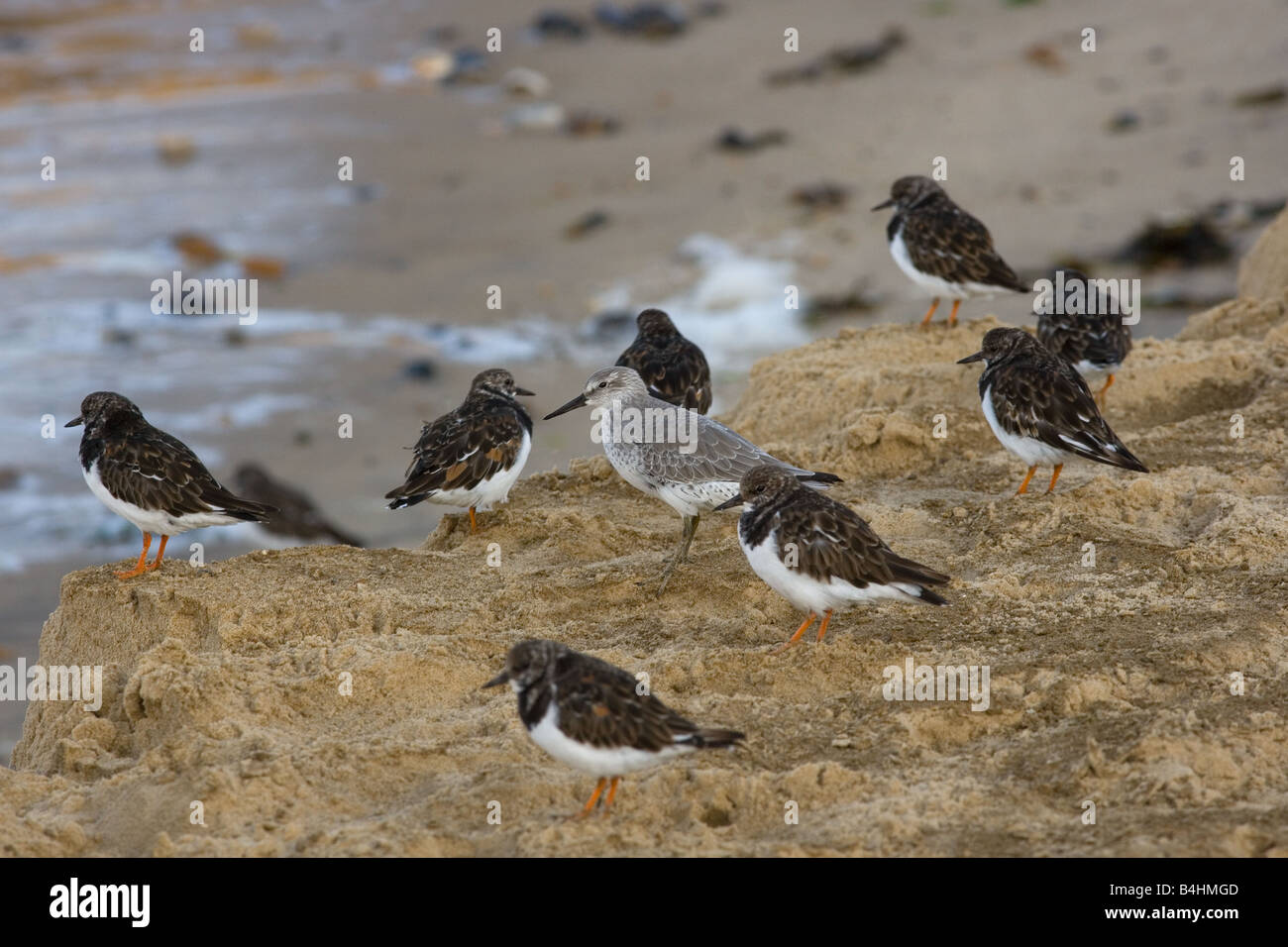 Knoten Caldris Canutus und Steinwälzer Stockfoto