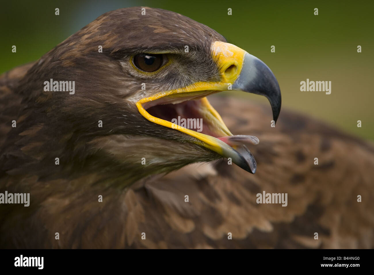 Steppe Eagle Aquila nipalenis Stockfoto