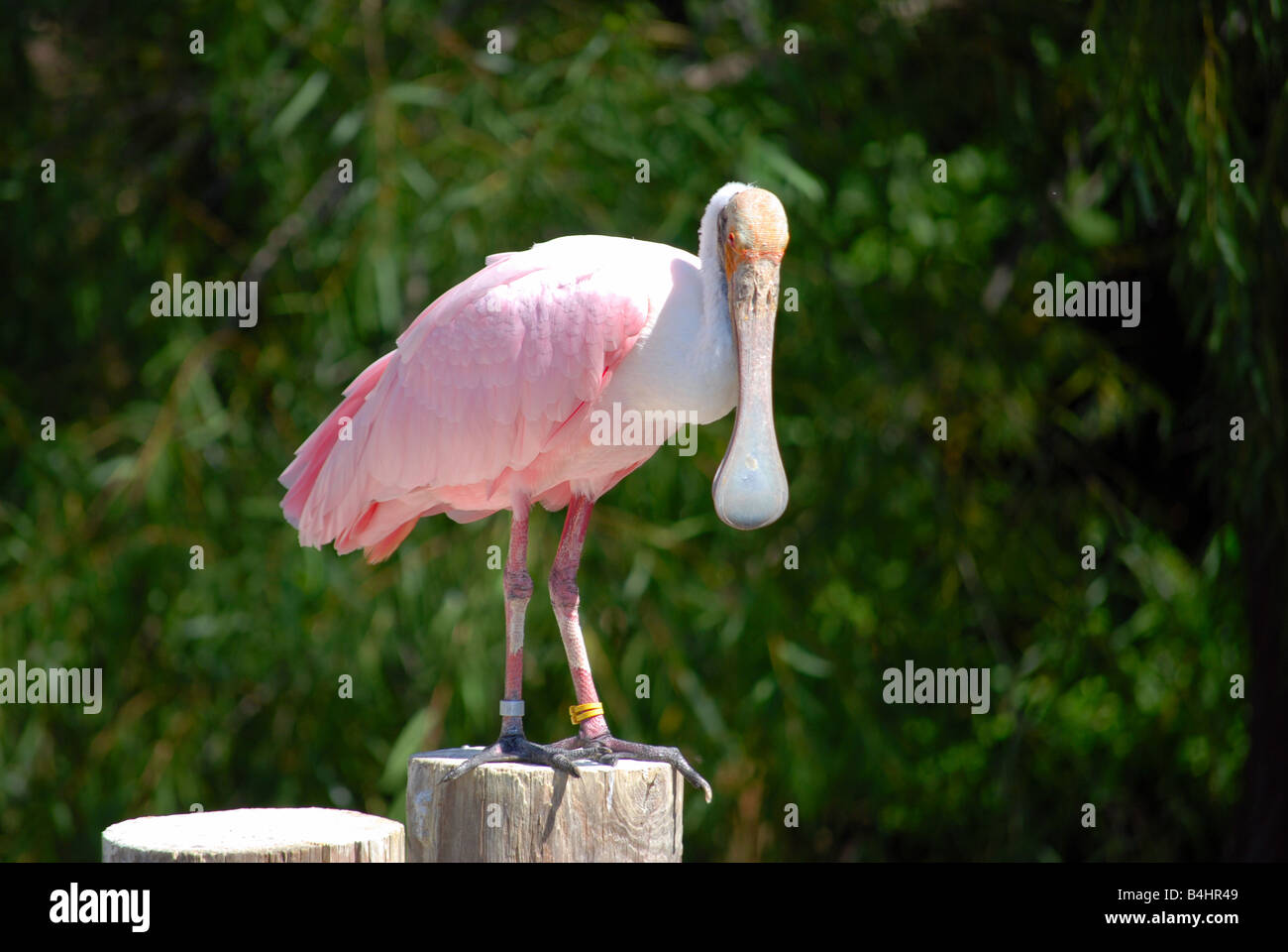 Nahaufnahme von einem rosige Löffler Stockfoto