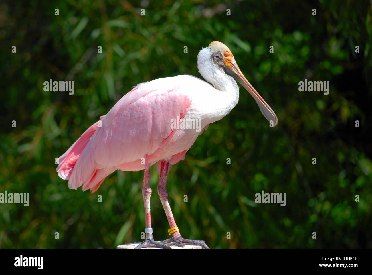 Nahaufnahme von einem rosige Löffler Stockfoto