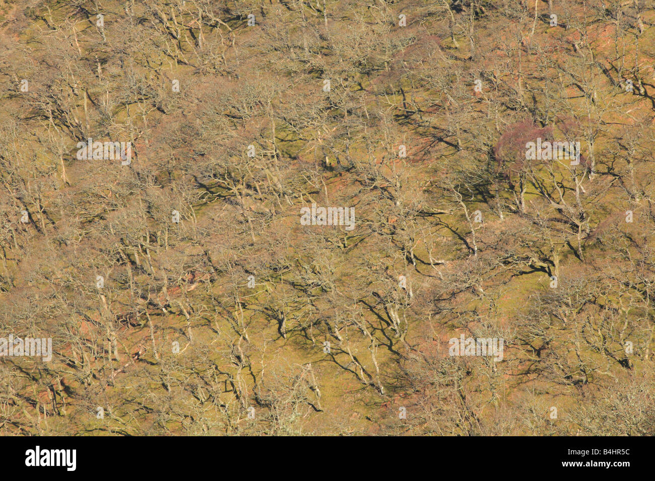 Eine hängende Eiche Wald im Winter. Powys, Wales. Stockfoto