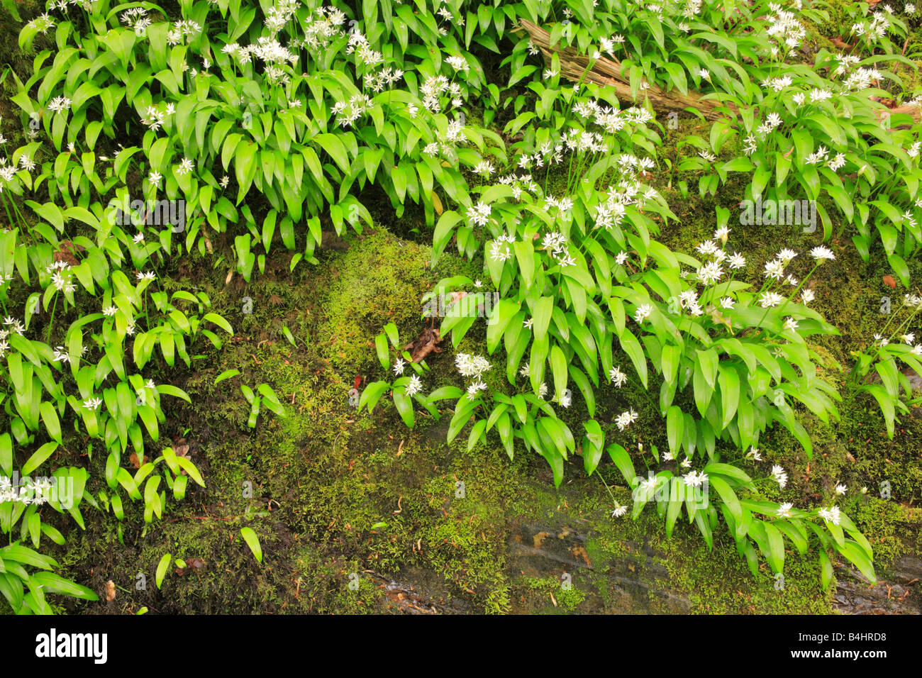 Blumen von Bärlauch oder Bärlauch (Allium Ursinum) über die Felsen am Fluss. Powys, Wales, UK. Stockfoto