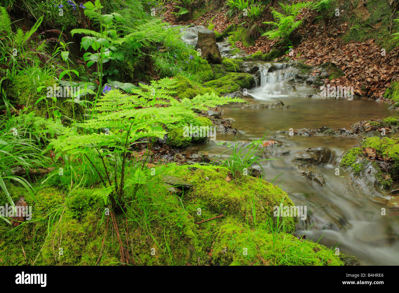 Woodland-Stream mit Farnen und Glockenblumen. Powys, Wales. Stockfoto