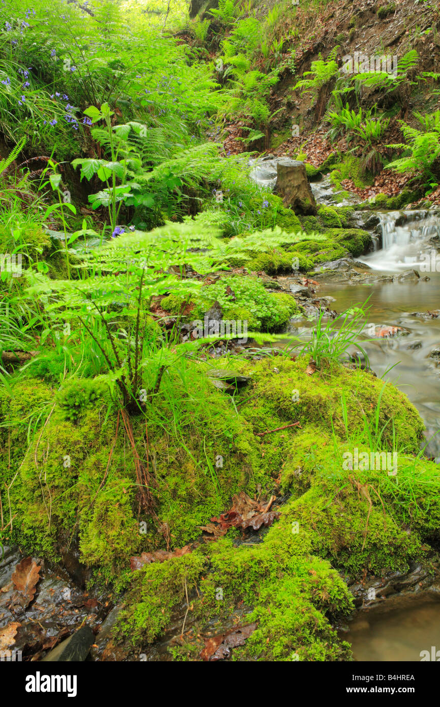 Woodland-Stream mit Farnen und Glockenblumen. Powys, Wales. Stockfoto