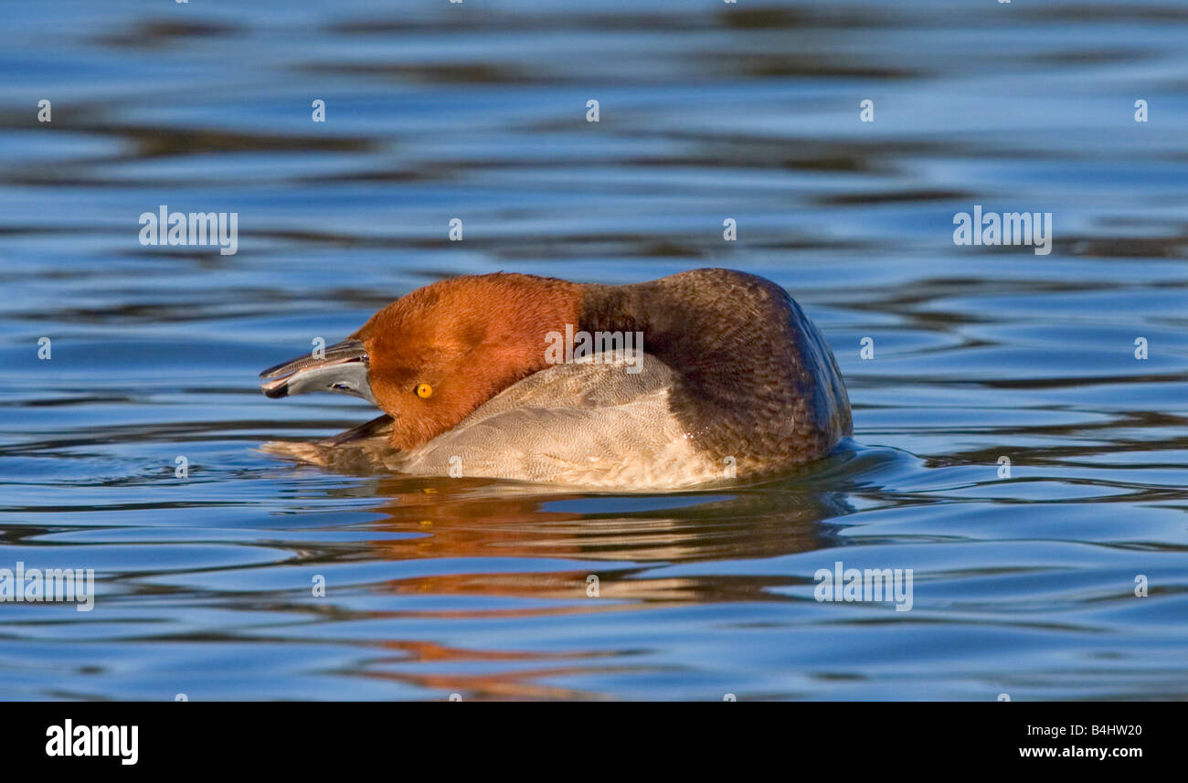 Rothaarige Aythya americana Stockfoto