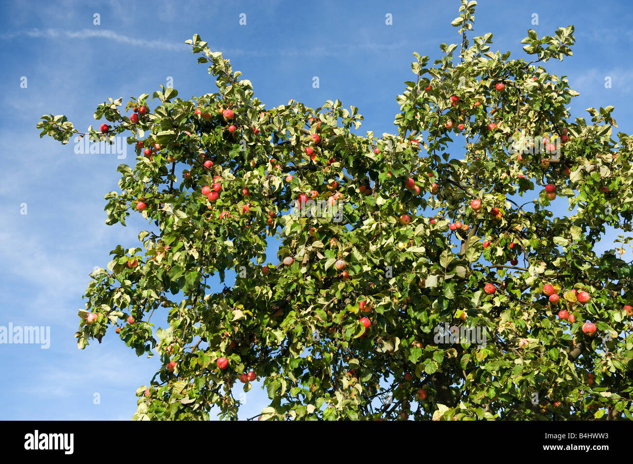 großen Apfelbaum mit reifen Äpfel zur Ernte blauer Himmel rote Äpfel reichen große Ernte Garten Gärtner rot grün gelbe Frucht bl Stockfoto