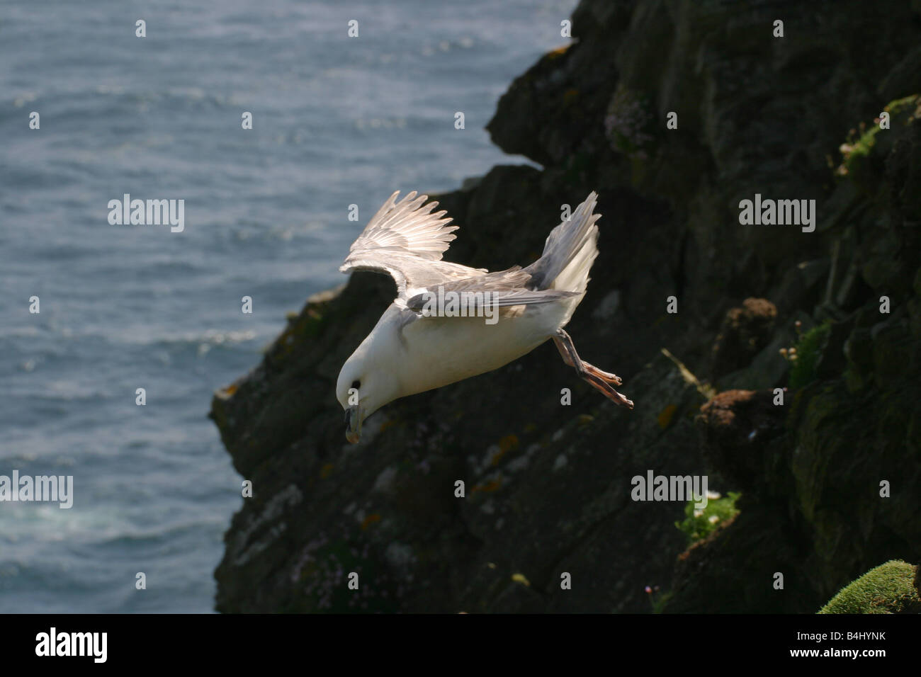 Fulmar Sturmvogel im Flug Stockfoto