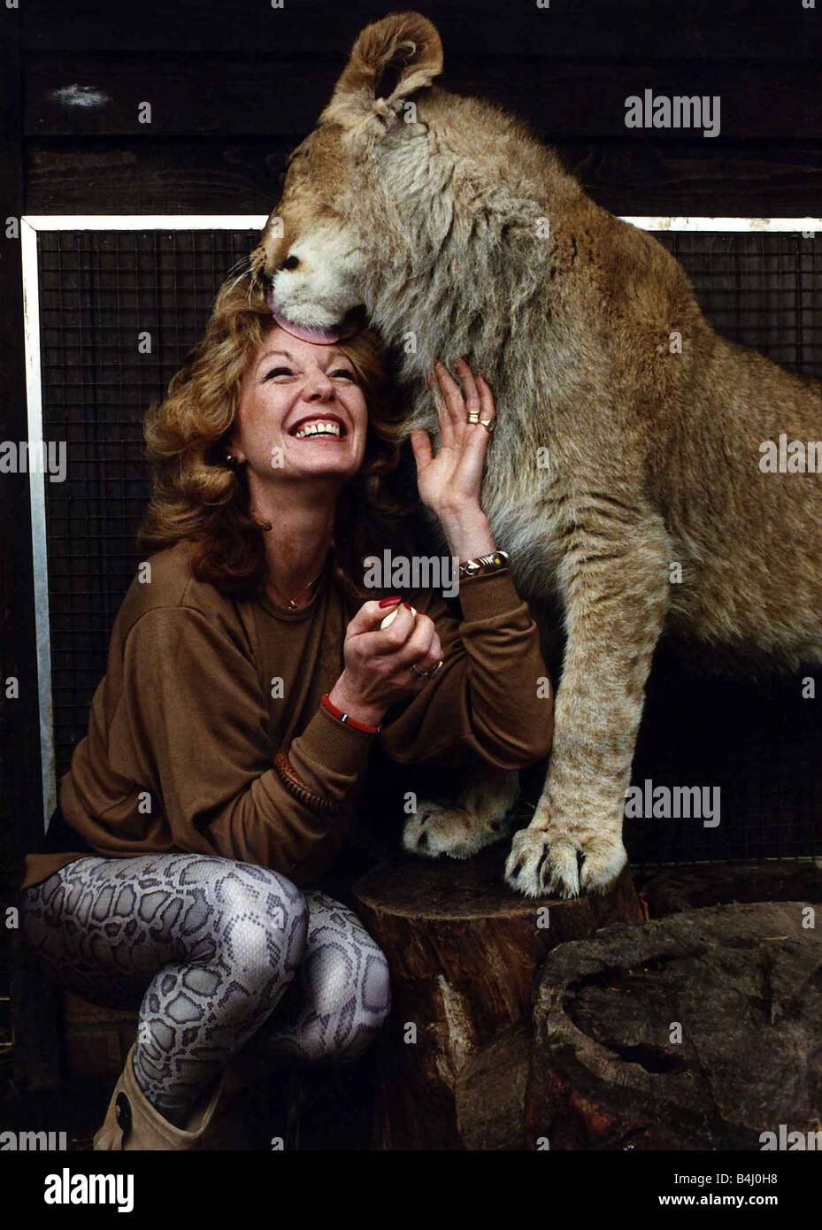 Rula Lenska Schauspielerin Sängerin immer geleckt von einem Löwen März 1989 Stockfoto