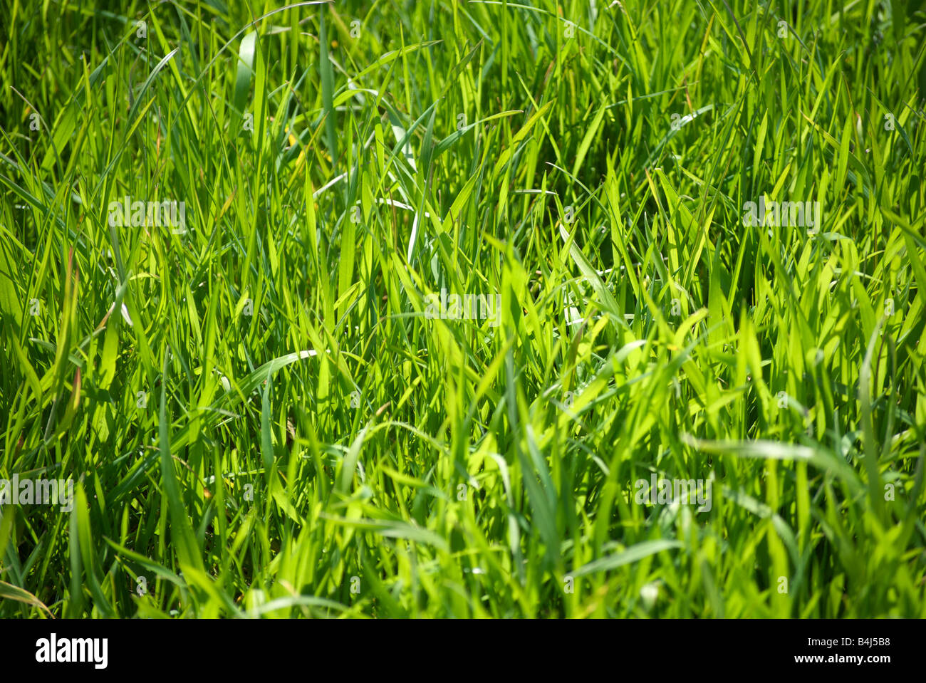 Sonnenlicht scheint stark an einem Patch grün mittellanges Gras. Stockfoto