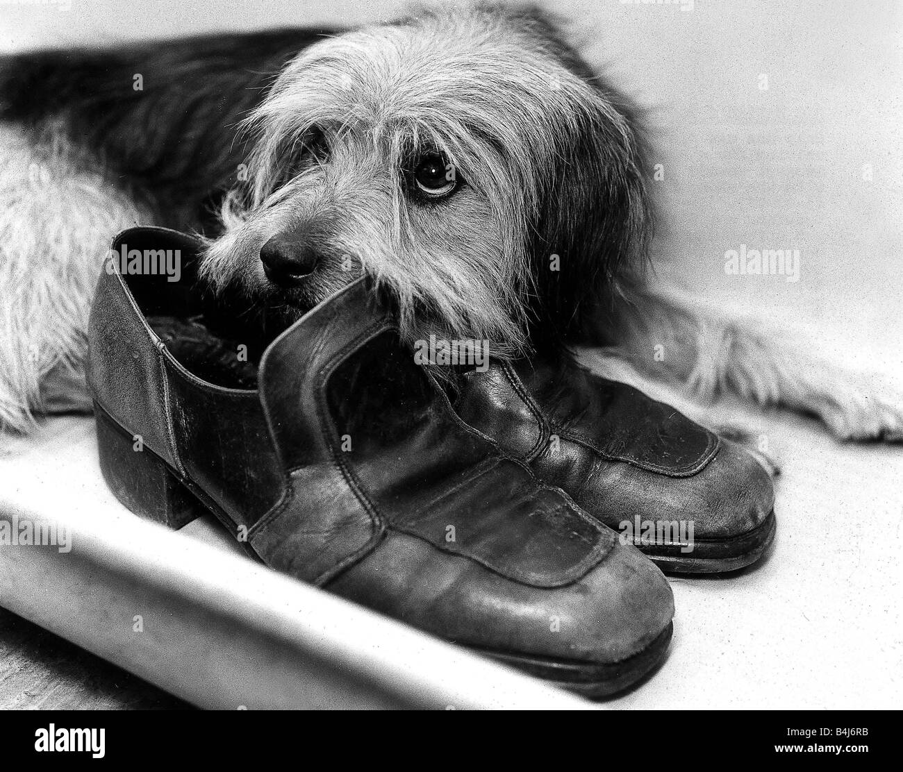 Tiere Hunde Oktober 1976 tourte fand man allein an der Charing Cross Station in London es war Mitte der Moring Rushhour und die Schiene Endstation war voller eilte Pendler, aber wann immer jemand einen Fuß in der Nähe der Leder-Slip-Ons setzt tourte wütend bellte Stockfoto