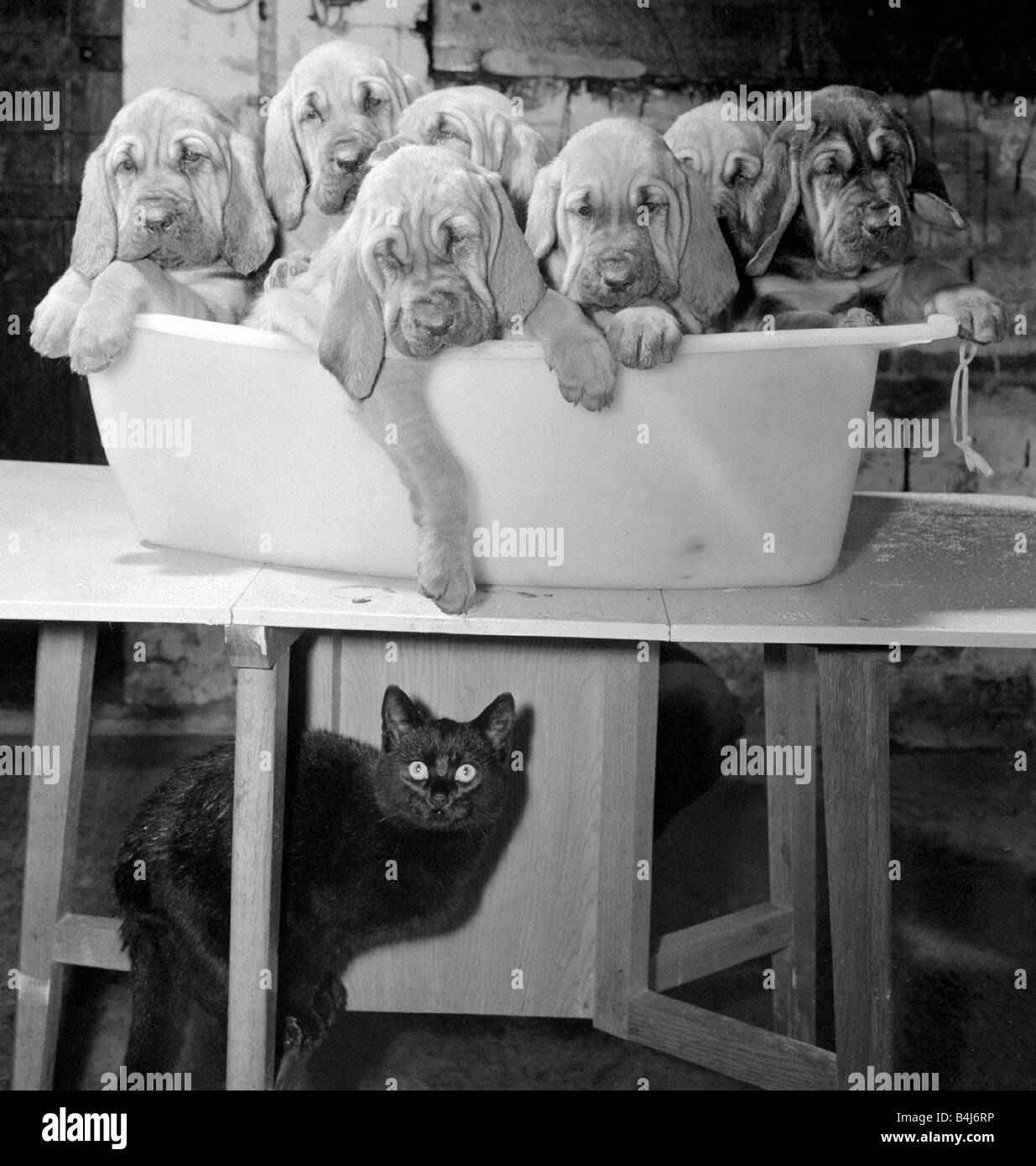 Topo die schwarze Katze versteckt sich unter dem Tisch, während sieben Bloodhound Welpen Toben im Kunststoff Badewanne gerade groß genug für sie Oktober 1967 Stockfoto