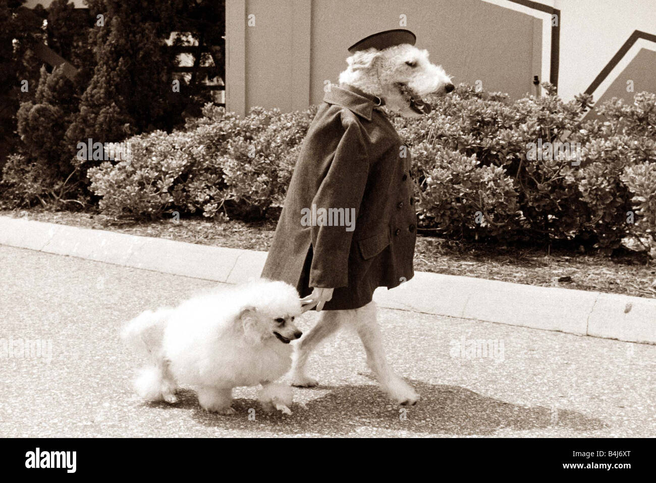 Ein Hund, tragen Kleidung und aufrecht stehend nimmt ein anderer Hund für einen Spaziergang auf der Straße Stockfoto