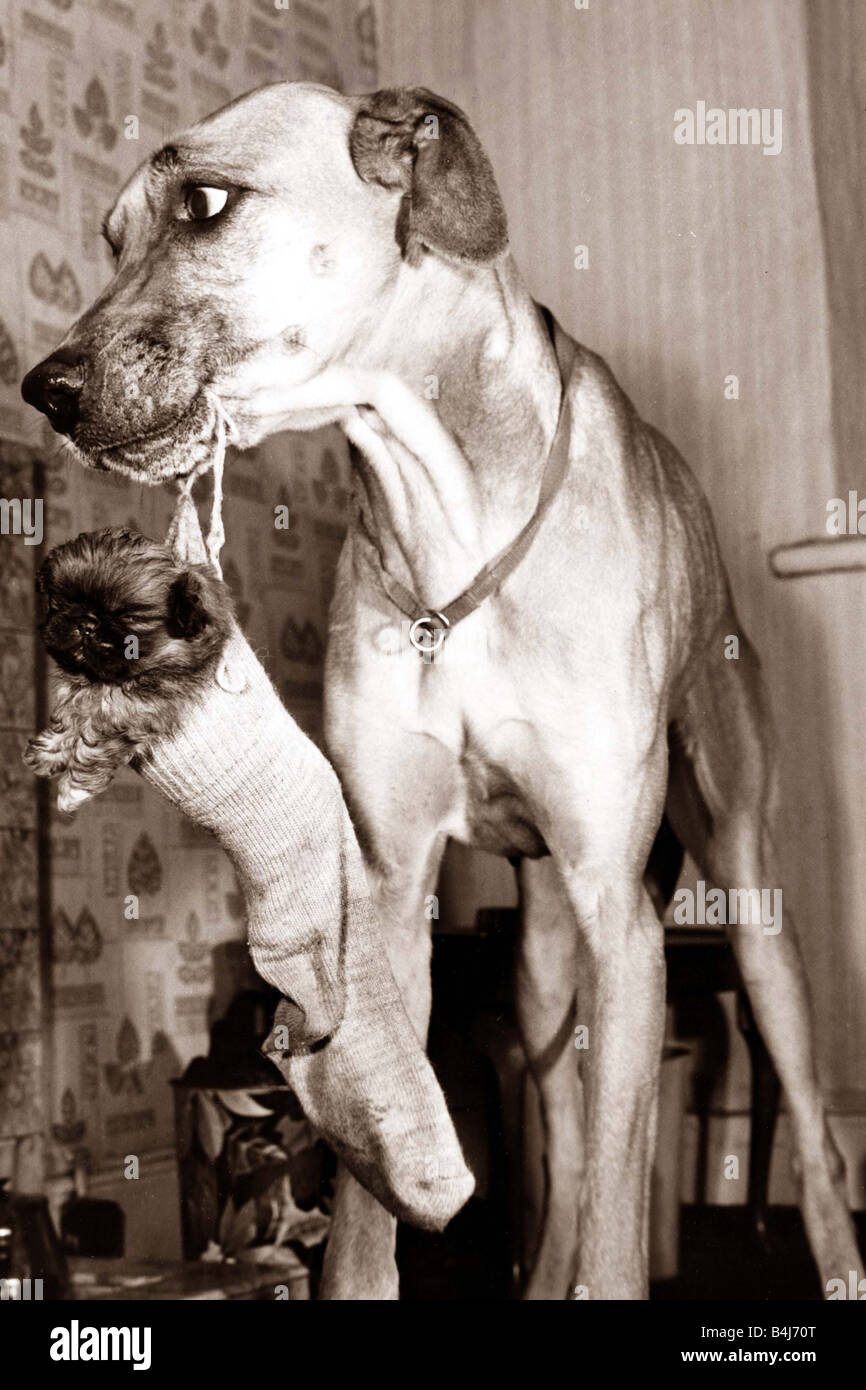 Ein Terrier-Welpen, die von einem anderen Hund in eine Socke Strumpf durchgeführt werden Stockfoto