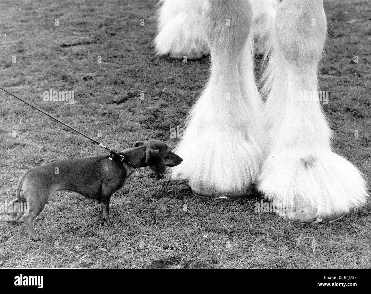 Eine Miniatur Dackel braucht, einen genaueren Blick auf den Huf ein Shire Horse bei Shire Horse show in Peterborough, Cambridgeshire Stockfoto