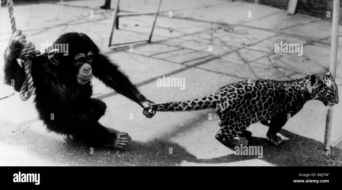 Tiere Affen Schimpanse Katzen Leopard Topas der Schimpanse zieht dem Heck des Luke die Leopard Cub im Belle Vue Zoo in Manchester die beiden Jugendlichen zusammen im Zoo spielen Stockfoto