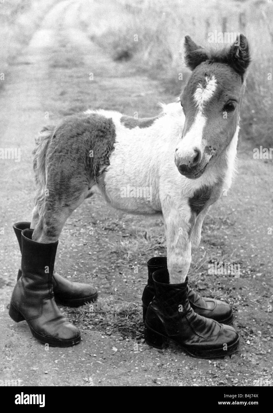 Pferde Shetland Pony Ponys Britains kleinsten Shetlandpony Glück wenn sie geboren wurde, war sie nur 14 Zoll haben sie lange warten, bis sie ein bisschen erwachsen bevor sie mit Hufeisen angebracht werden kann, steht Lucky in zwei Paaren von alten boot Stockfoto