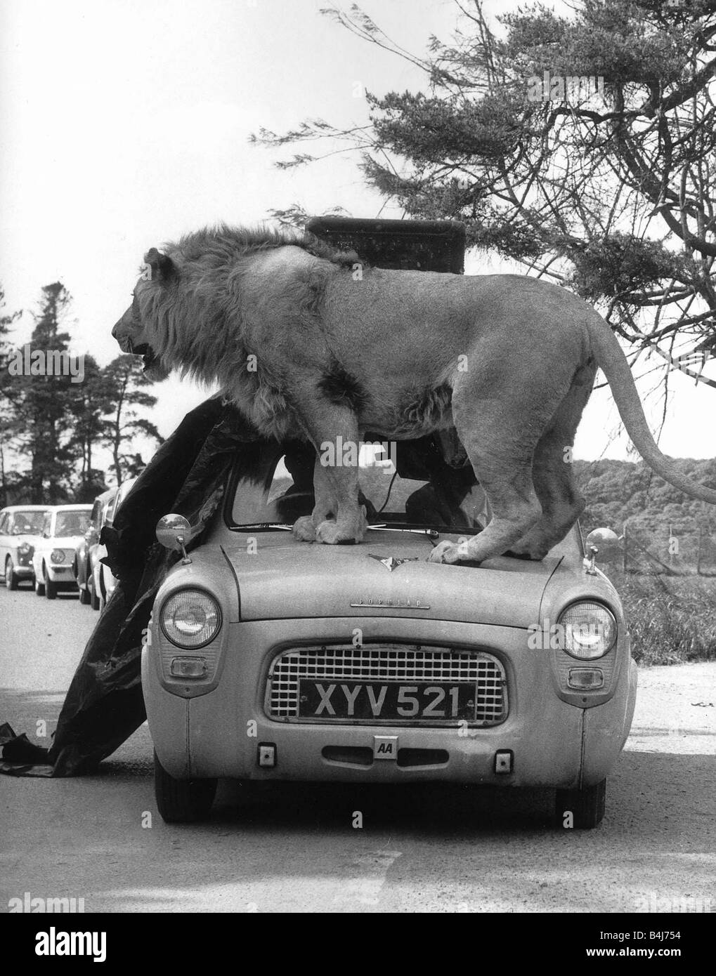 Tiere Löwen große Katzen A Löwe springt auf die Motorhaube von einem Ford Prefect, das beugt sich unter dem Gewicht der großen Katze in Longleat Safari Park Stockfoto