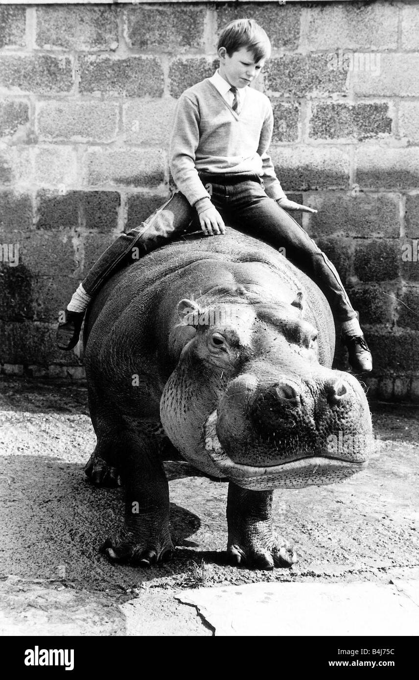 Tiere Hippo Hippopotimus Harry, die das schreckliche Nilpferd durch ein Schuljunge Gary Finch 12 gezähmt wurde reitet auf der Rückseite der 5-Tonnen-Tier im Zoo von Coventry Stockfoto